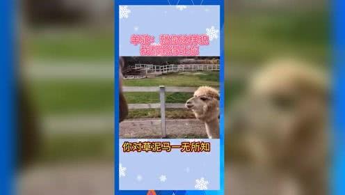 娱乐吃瓜鱼塘,吃瓜鱼塘里的那些事儿
